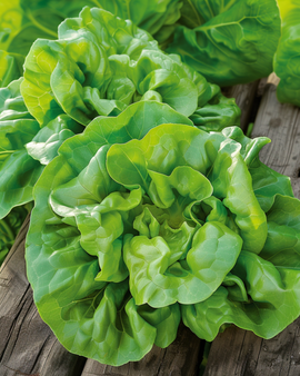 Lettuce Kagraner 2 Seeds Lactuca Sativa Annual