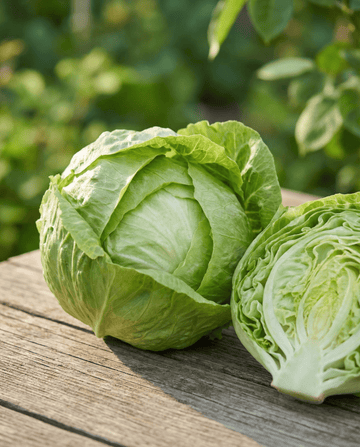 Sałata Kagraner 2 (Lactuca sativa) – jednoroczne nasiona warzyw od SeedsChoice
