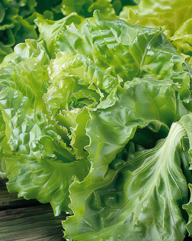 Lettuce Batavia Blonde De Paris Seeds Lactuca Sativa Annual