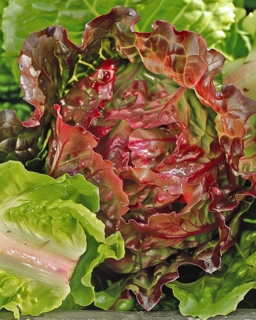 Nasiona sałaty Rouge Grenobloise (Lactuca sativa) – warzywo jednoroczne