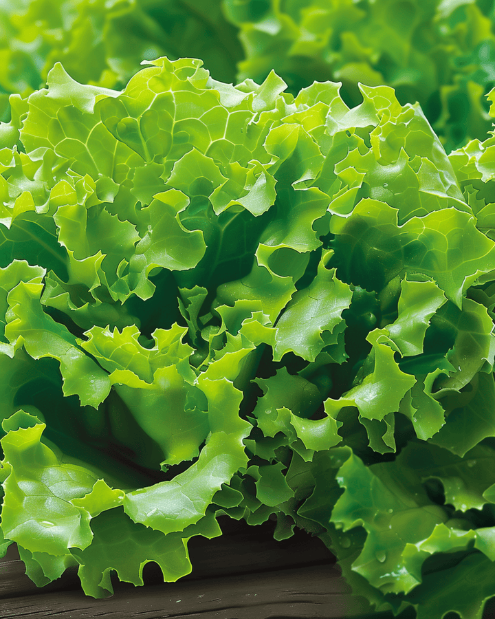 Salanova Lettuce Vicinity seeds (Lactuca sativa) – annual vegetable