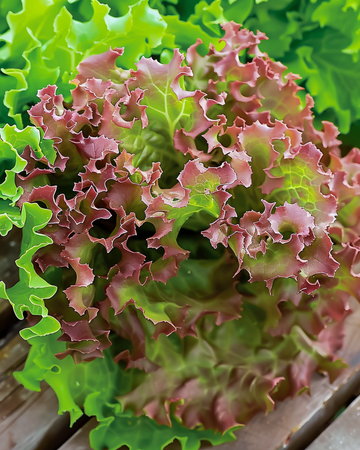 Nasiona sałaty Lollo Rossa czerwonolistnej (Lactuca sativa) – warzywo jednoroczne