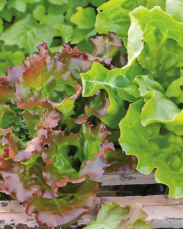 Nasiona sałaty liściowej Amerikaanse Roodrand (Lactuca sativa) – warzywo jednoroczne