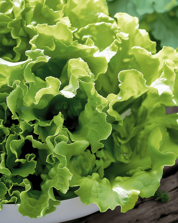 Nasiona sałaty liściowej Australian Yellow (Lactuca sativa) – warzywo jednoroczne