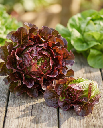 Sałata liściowa Red Salad Bowl (Lactuca sativa) – nasiona jednorocznych warzyw od SeedsChoice
