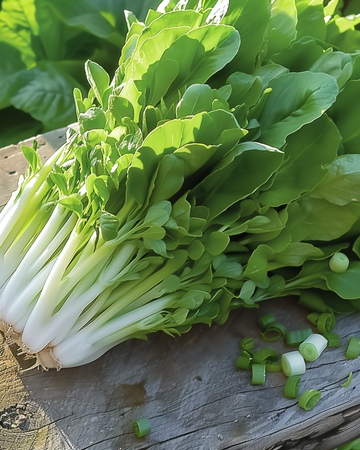 Nasiona sałaty liściastej Witte Dunsel (Lactuca sativa) – jednoroczne warzywo