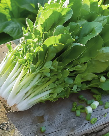 Leaf Lettuce Witte Dunsel Salad Greens seeds (Lactuca sativa) – annual vegetable
