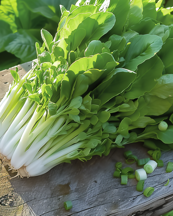 Leaf Lettuce Witte Dunsel Salad Greens seeds (Lactuca sativa) – annual vegetable