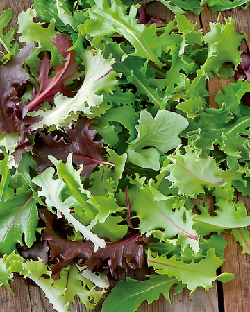 Nasiona Mixed French Salad (Lactuca sativa) – jednoroczna mieszanka