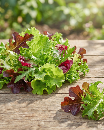 Mixed French Salad (Lactuca sativa) – nasiona jednorocznej mieszanki od SeedsChoice