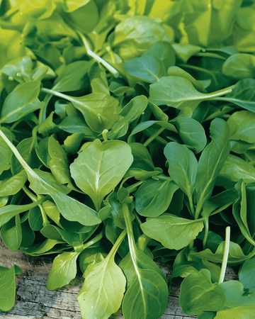 Roszponka Verte A Coeur Plein 2 nasiona (Valerianella locusta) – jednoroczne warzywo