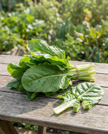 Nasiona boćwiny Green Leaf (Beta vulgaris) – roczne warzywo
