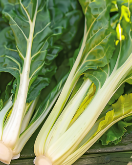 Nasiona boćwiny Beta Vulgaris jednoroczna Blonde A Carde Blanche