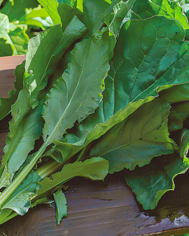 Sorrel Spinach Seeds Rumex Patientia Perennial