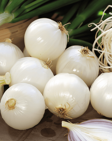 Nasiona cebuli do kiszenia De Barletta (Allium cepa) – jednoroczne warzywo