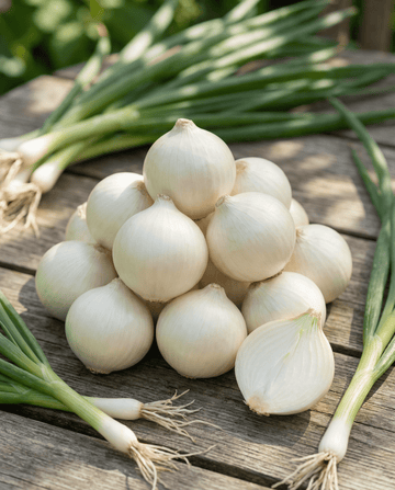 Cebula do kiszenia De Barletta (Allium cepa) – nasiona jednorocznych warzyw od SeedsChoice