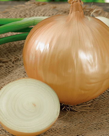 Nasiona cebuli olbrzymiej Ailsa Craig (Allium cepa) – jednoroczne warzywo