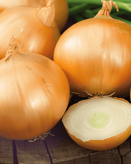 Onion Rijnsburger 5 Seeds Allium Cepa Annual Storage Onion