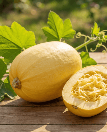 Spaghetti Squash (Cucurbita pepo) – annual vegetable seeds from SeedsChoice