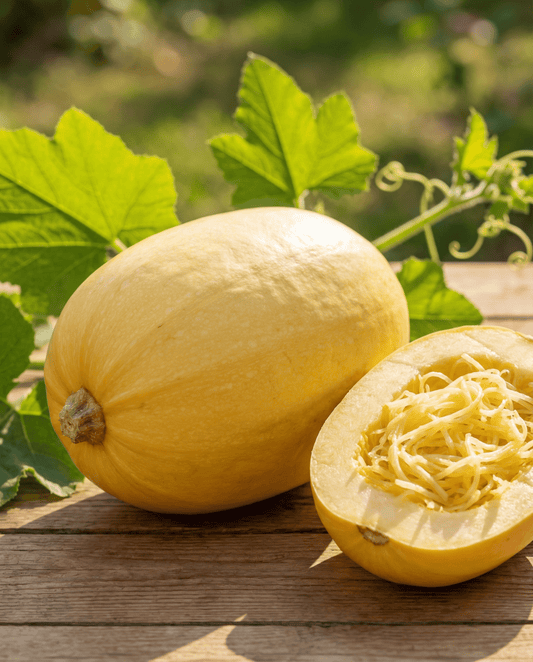Dynia spaghetti (Cucurbita pepo) – nasiona jednorocznych warzyw od SeedsChoice