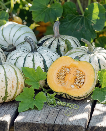 Dynia zimowa Sweet Dumpling (Cucurbita pepo) – nasiona warzyw jednorocznych od SeedsChoice