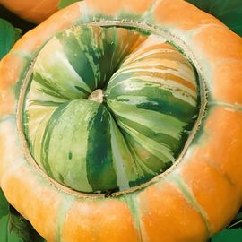 Ornamental Gourd Seeds Turkish Turban Cucurbita Maxima Annual