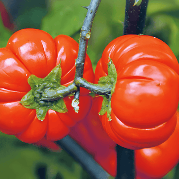 Nasiona Pumpkin On A Stick (Solanum aethiopicum) – jednoroczne warzywo