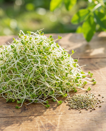 Lucerna siewna 250g warzywa (Medicago sativa) – ekologiczne nasiona do kiełkowania od SeedsChoice