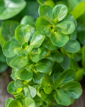 Nasiona portulaki zielonej 50g (Portulaca oleracea) – warzywo liściaste