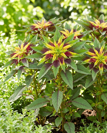 Nasiona 40 cm (Amaranthus tricolor) – roślina roczna