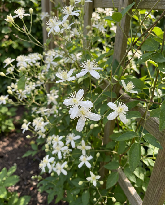 Climber Vine (Clematis vitalba) – nasiona wieloletniej pnączy od SeedsChoice