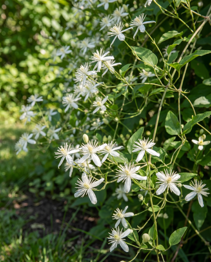 Nasiona Climber Vine (Clematis vitalba) – wieloletnia pnącza