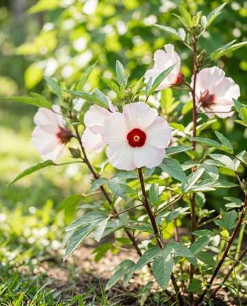 Róża Sudanu (Hibiscus sabdariffa) – nasiona jednorocznych kwiatów od SeedsChoice