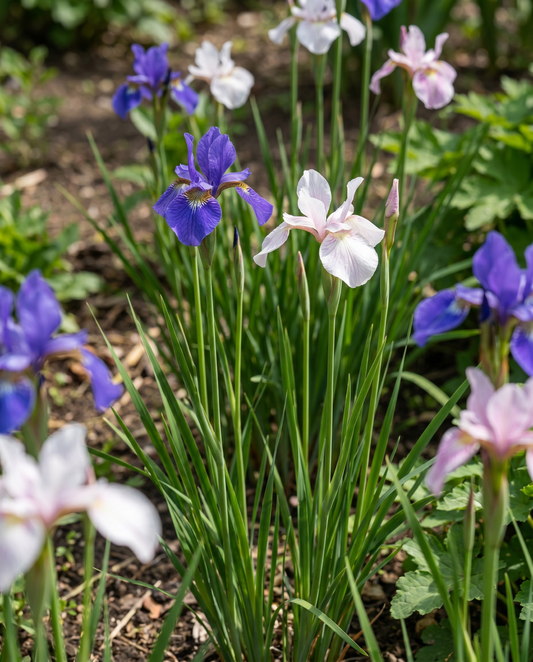 Siberian Mix (Iris sibirica) – nasiona kwiatów wieloletnich od SeedsChoice