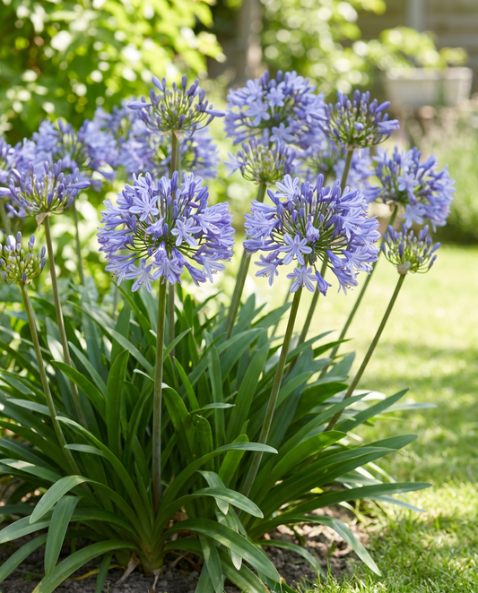 Agapant (Agapanthus umbellatus) – nasiona byliny od SeedsChoice