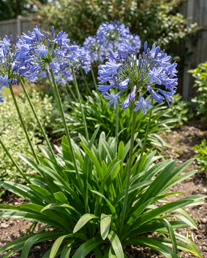 Nasiona agapanta (Agapanthus umbellatus) – bylina ozdobna