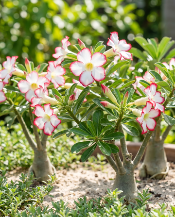 Nasiona różanecznika pustynnego (Adenium obesum) – kwiat