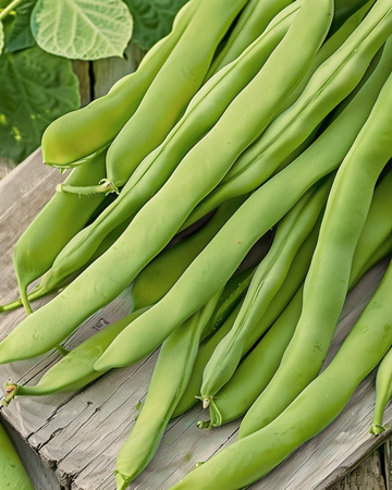 Nasiona fasoli karłowej Admires (Phaseolus vulgaris) – jednoroczne warzywo