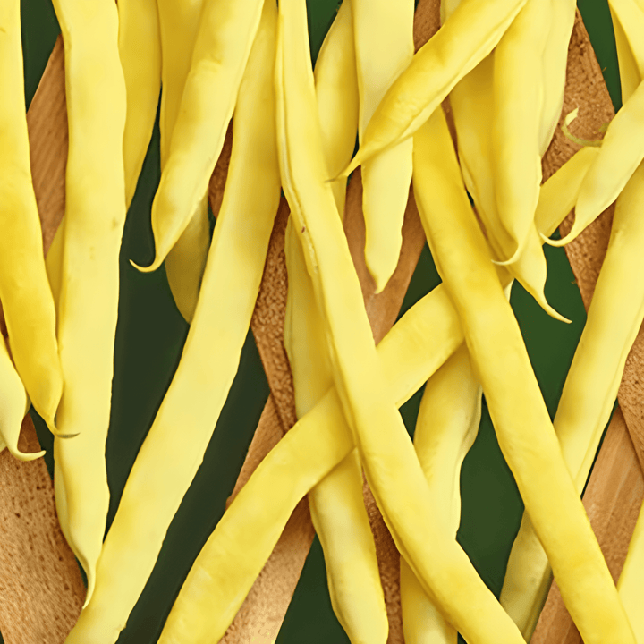 Nasiona fasoli szparagowej pnącej Neckargold 100g (Phaseolus vulgaris) – jednoroczna roślina pnąca