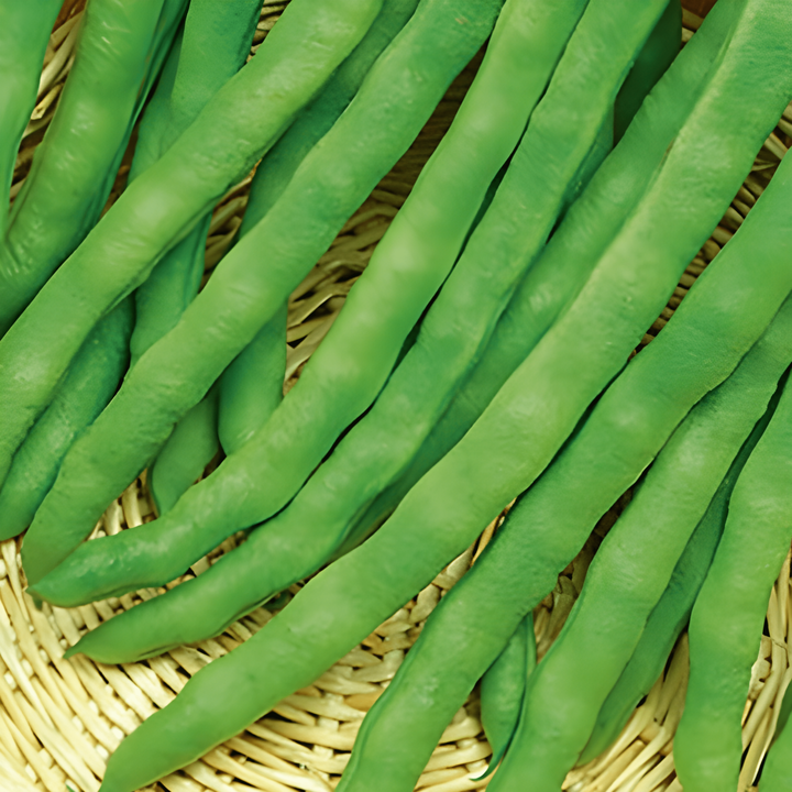 Pole Bean Terli 100g seeds (Phaseolus vulgaris) – annual vegetable