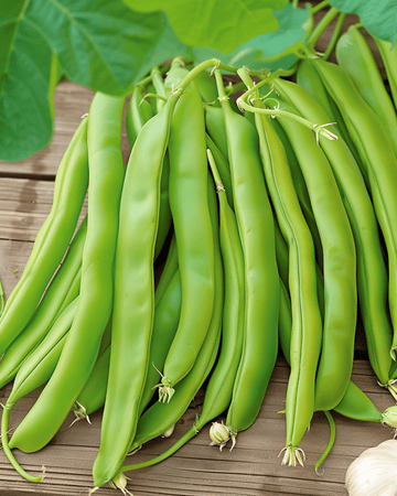 Nasiona fasoli tycznej Overvloed 100g (Phaseolus vulgaris) – jednoroczne warzywo