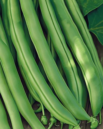 Fasola karłowa Kylian 50g nasion (Phaseolus vulgaris) – jednoroczne warzywo