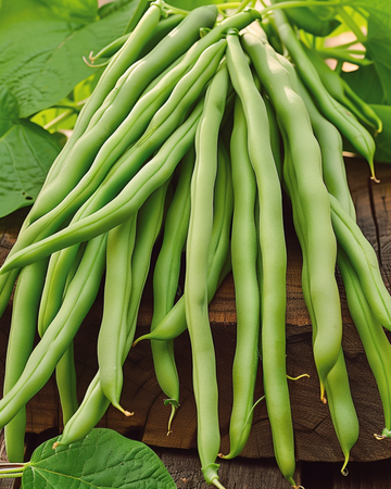 Nasiona fasoli karłowej Delinel (Phaseolus vulgaris) – jednoroczne warzywo