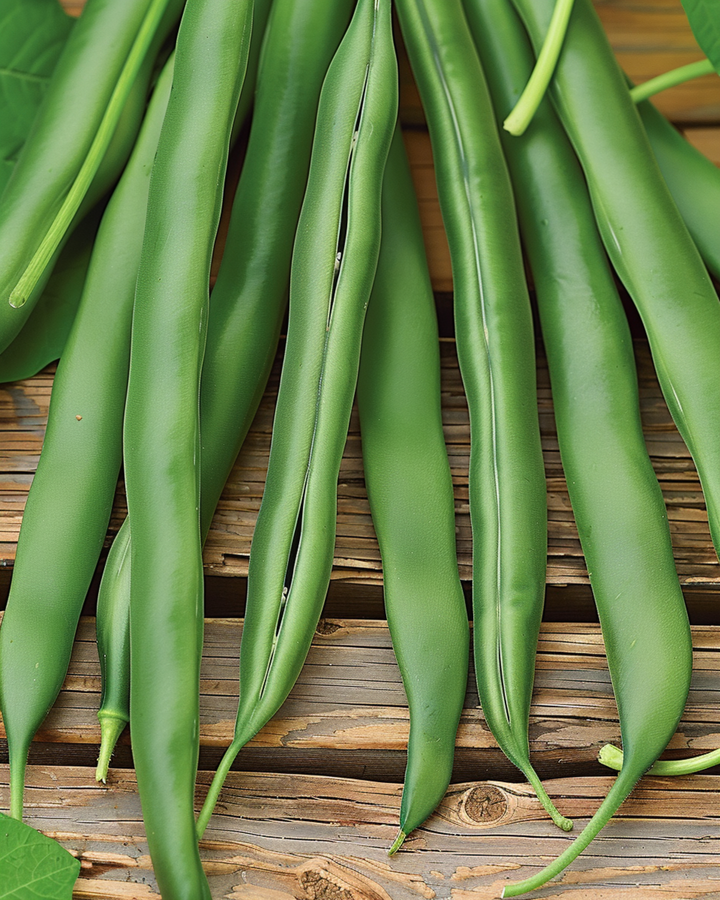 Nasiona fasoli karłowej Domino (Phaseolus vulgaris) – jednoroczne warzywo