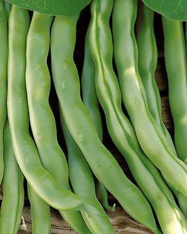 Dwarf Beans Record Seeds Phaseolus Vulgaris Annual 100g