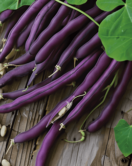Dwarf Bean Seeds Purple Queen Phaseolus Vulgaris Annual