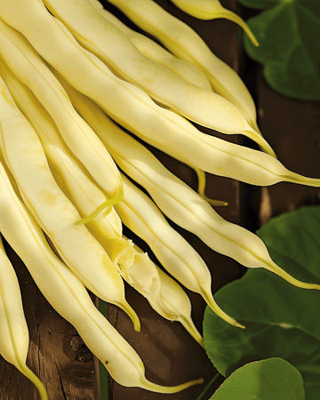 Nasiona fasoli karłowej Gondola 100g (Phaseolus vulgaris) – jednoroczne warzywo