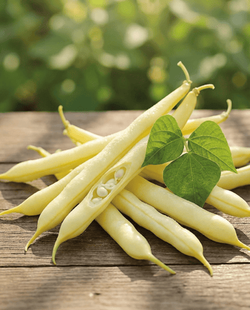 Nasiona fasoli karłowej Gondola 100g (Phaseolus vulgaris) – jednoroczne warzywo od SeedsChoice
