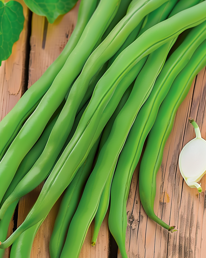 Nasiona fasoli karłowej Miracle 100g (Phaseolus vulgaris) – jednoroczne warzywo