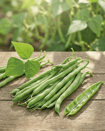 Fasola karłowa Opera (Phaseolus vulgaris) – nasiona jednorocznych warzyw od SeedsChoice